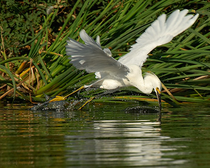 SnowyEgret_Hunting_X5443M