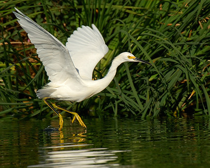 SnowyEgret_Hunting_X5455M