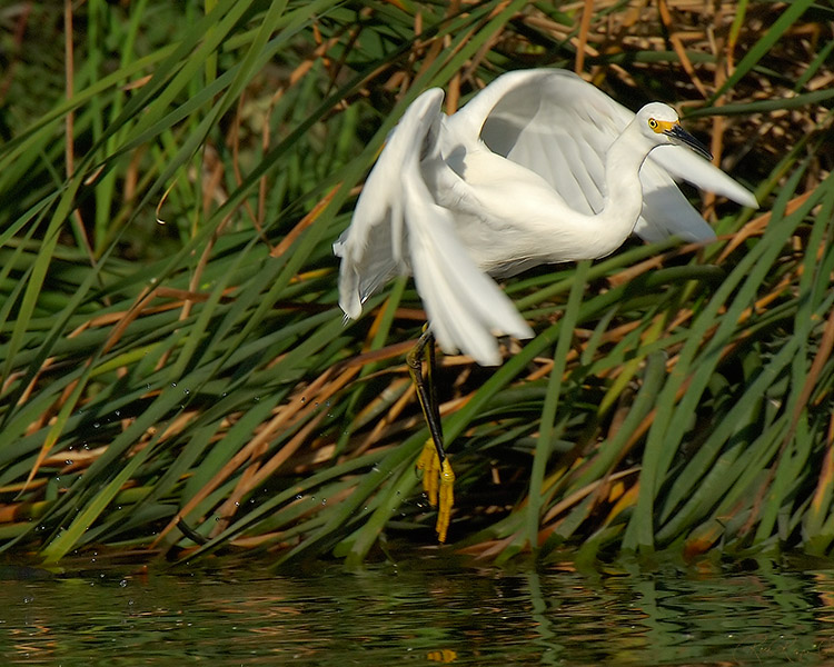 SnowyEgret_Hunting_X5466M