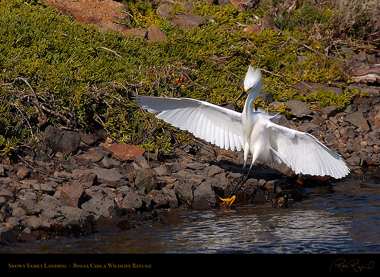 SnowyEgret_Landing_HS4774