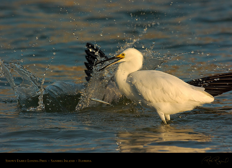 SnowyEgret_LosingPrey_Sunrise_0190