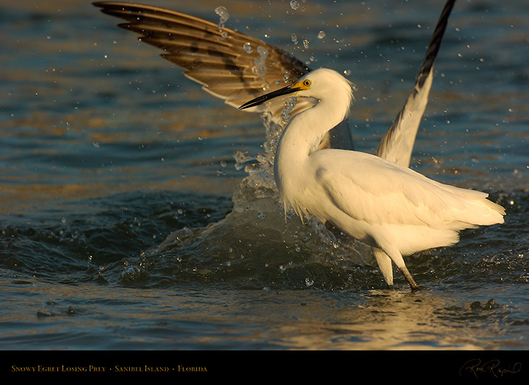 SnowyEgret_LosingPrey_Sunrise_0192