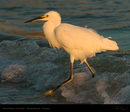 SnowyEgret_Sunrise_1888M