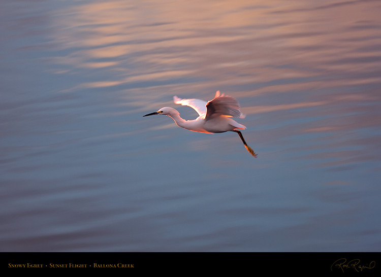 SnowyEgret_SunsetFlight_HS6188