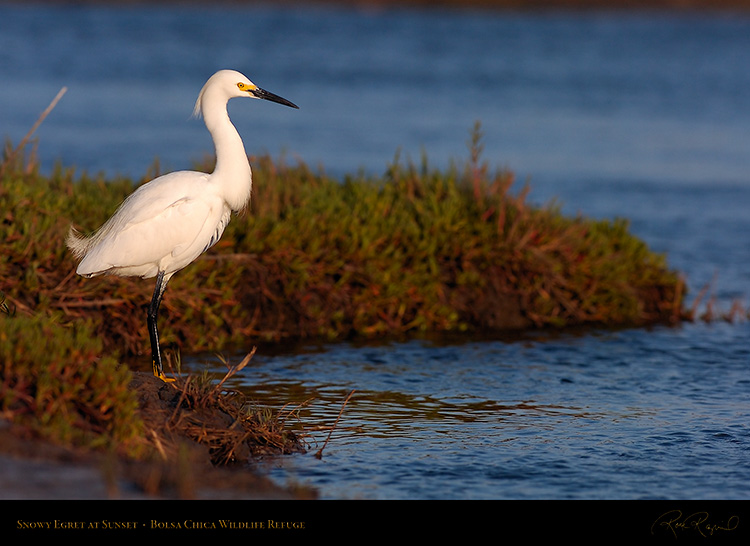 SnowyEgret_Sunset_HS5141