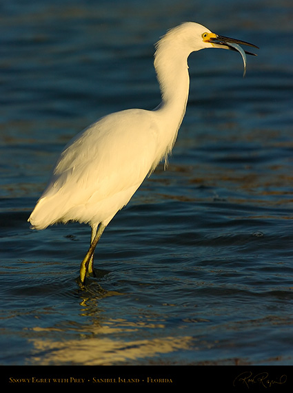 SnowyEgret_wPrey_Sunrise_0184