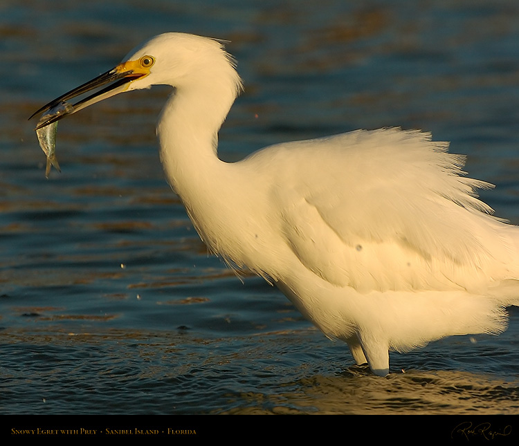 SnowyEgret_wPrey_Sunrise_0186M