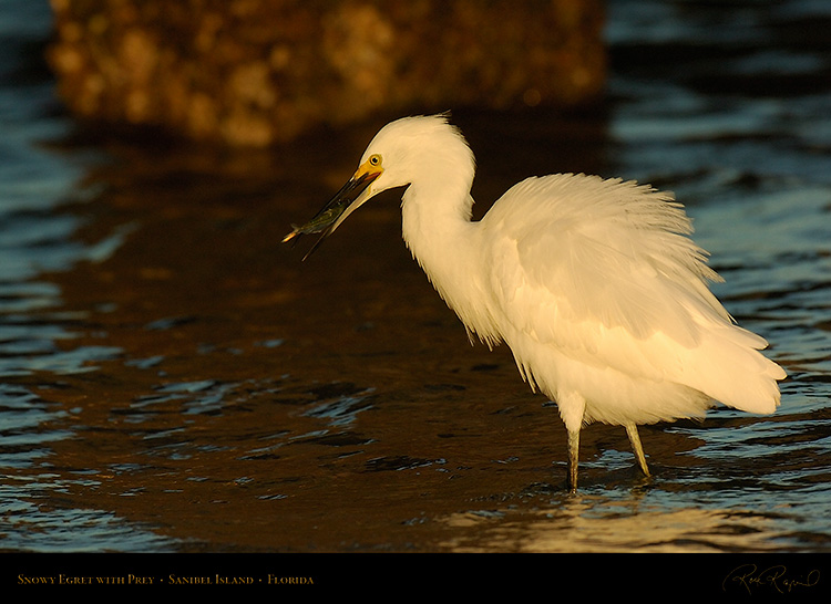 SnowyEgret_wPrey_Sunrise_0200