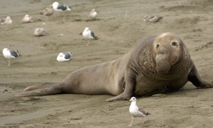 ElephantSeal_3899