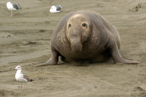 ElephantSeal_3901