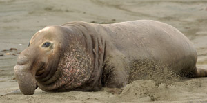 ElephantSeal_3902