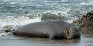 ElephantSeal_3922