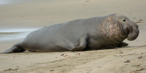 ElephantSeal_3941