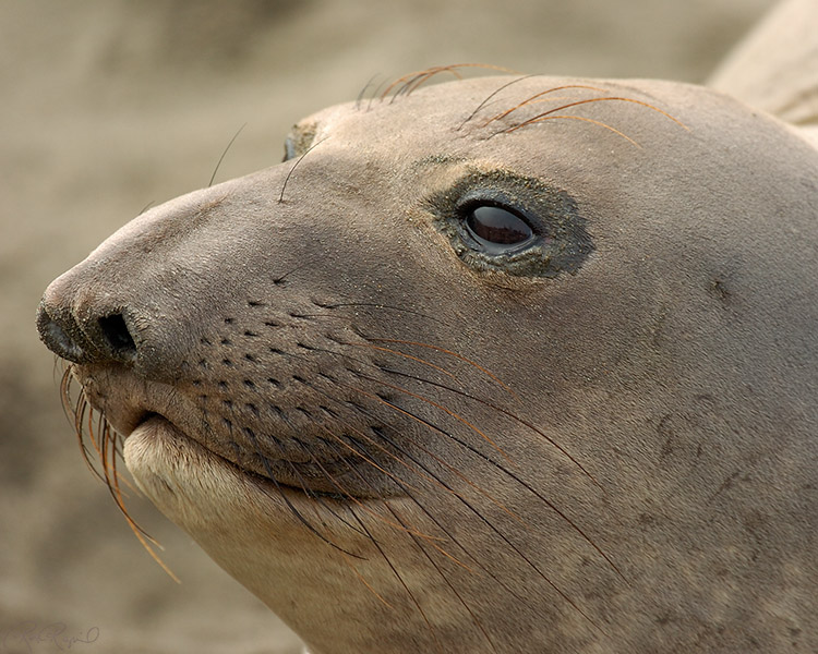 ElephantSeal_3960