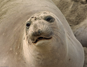 ElephantSeal_4006