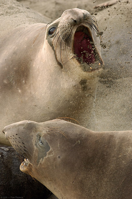 ElephantSeal_Fight_3986