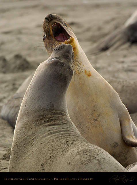 ElephantSeal_Fight_4049