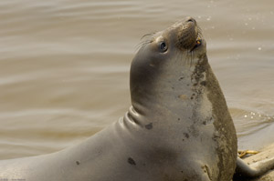 ElephantSeal_X0206