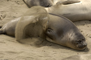 ElephantSeal_X0215