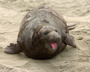 ElephantSeal_pup_3890