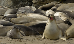 ElephantSeals_X0218