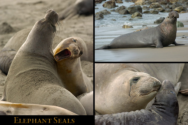 ElephantSeals