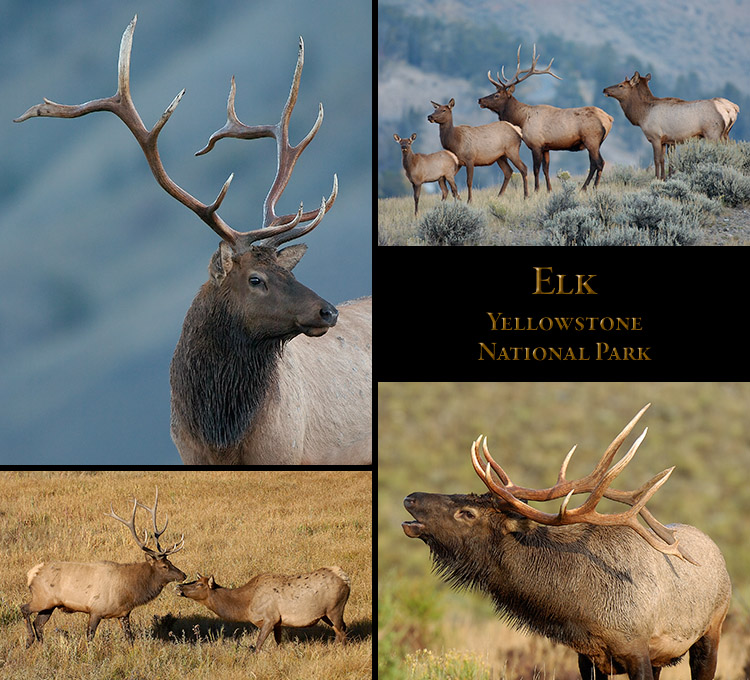 Elk Elk