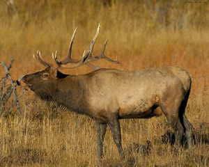 Bugling_Elk_7781