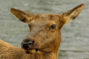 Doe_ClosePortrait_0840