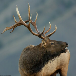 ElkCloseup_7523