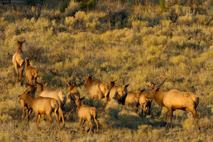 ElkHerd_MammothHS_0233