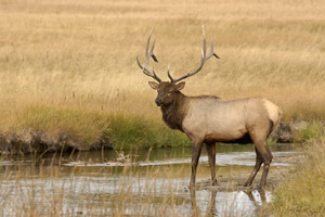 Elk_8645