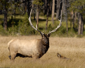 Elk_9167