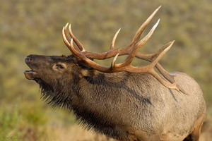 Elk_ClosePortrait_8079