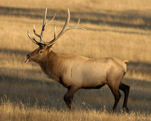 Elk_Commentary_0765