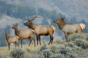 Elk_MammothHS_0225