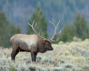 Elk_MammothHotSprings_0134