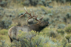 Elk_MammothHotSprings_7532