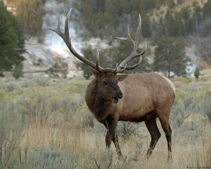 Elk_MammothHotSprings_8822