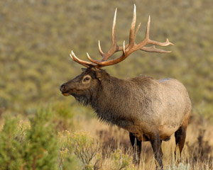 Elk_Portrait_8075