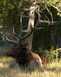 Elk_Resting_9791