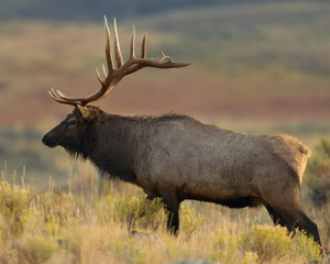 Elk_Sunrise_8052