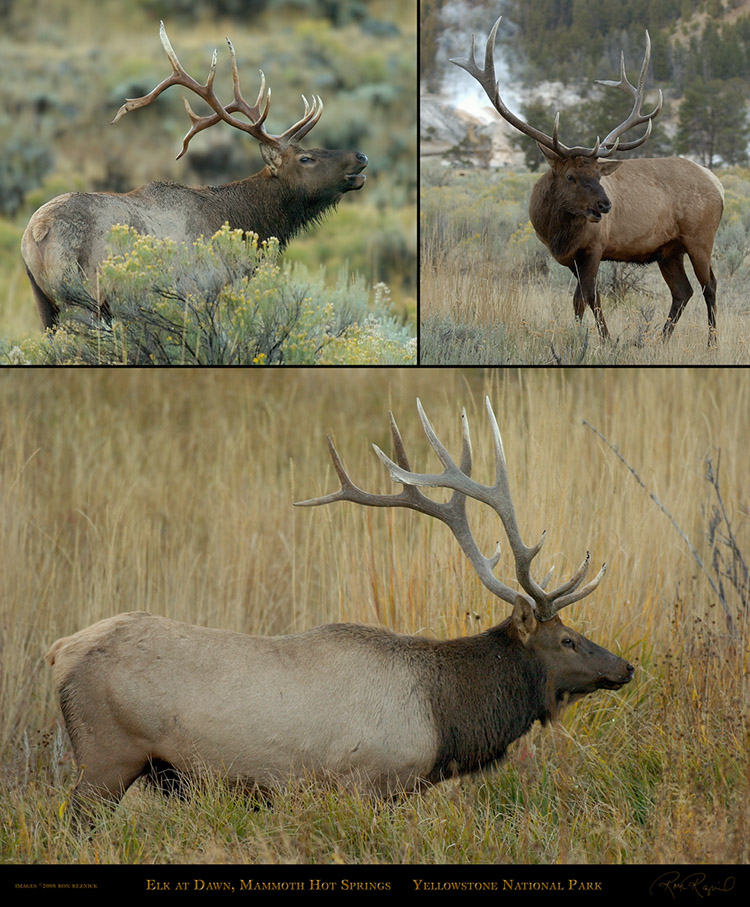 Elk_atDawn_MammothHS