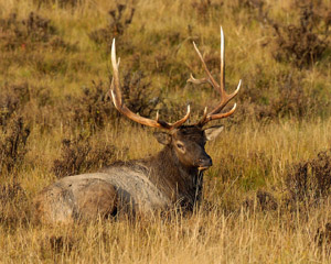 Elk_atRest_8101