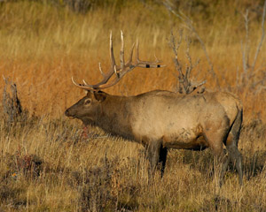 Elk_atSunrise_7757