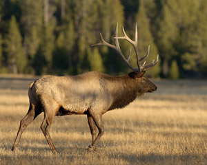 Majestic_Elk_9854