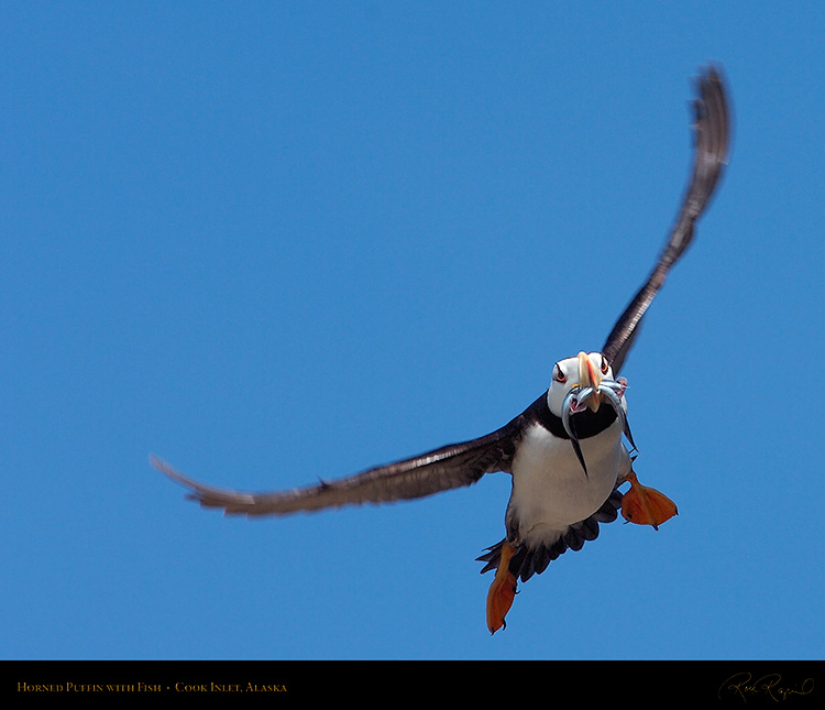 Puffin_withFish_HS2680M