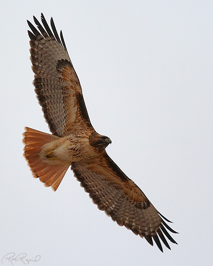 Red-Tailed_Hawk_5639