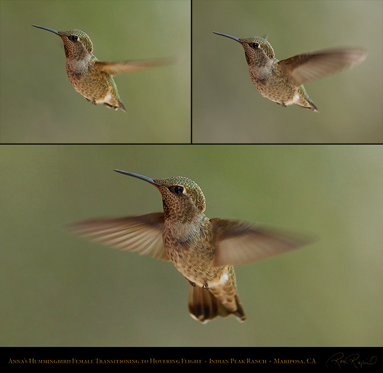 Annas_Hummingbird_Female_Flight_Study