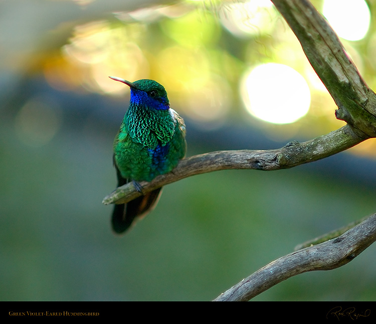 Green_Violet-Eared_Hummingbird_6195M